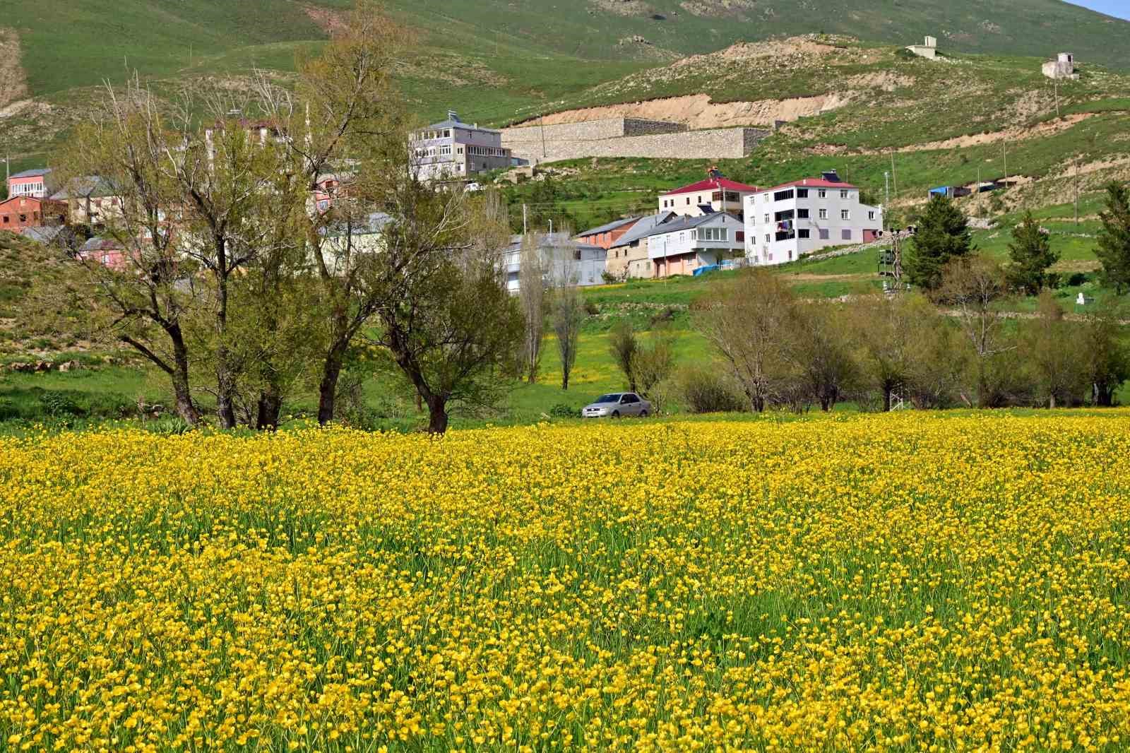 sadece 20 gun suruyor gumushanedeki o vadi sariya boyandi 5 Z9F6z3GV