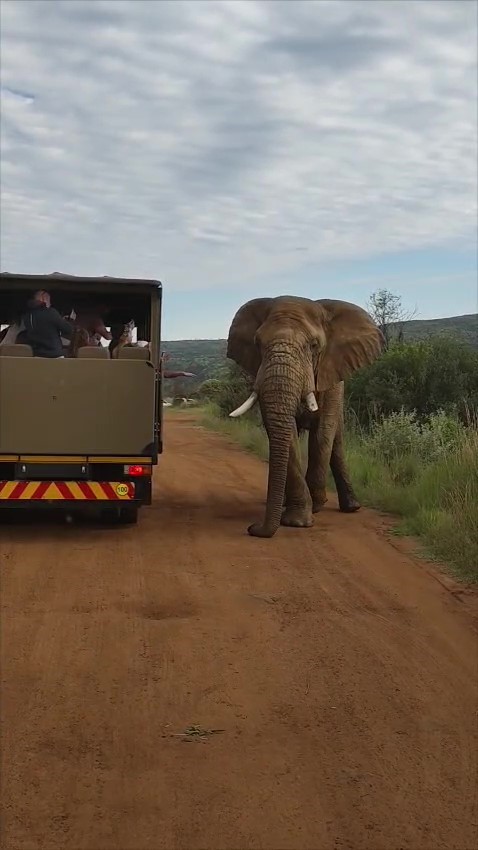 safari turunda turk turistleri fil kovaladi 2 qZGN58MI
