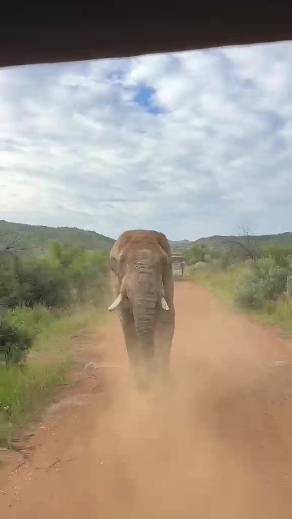 safari turunda turk turistleri fil kovaladi 5 tQd5dteY
