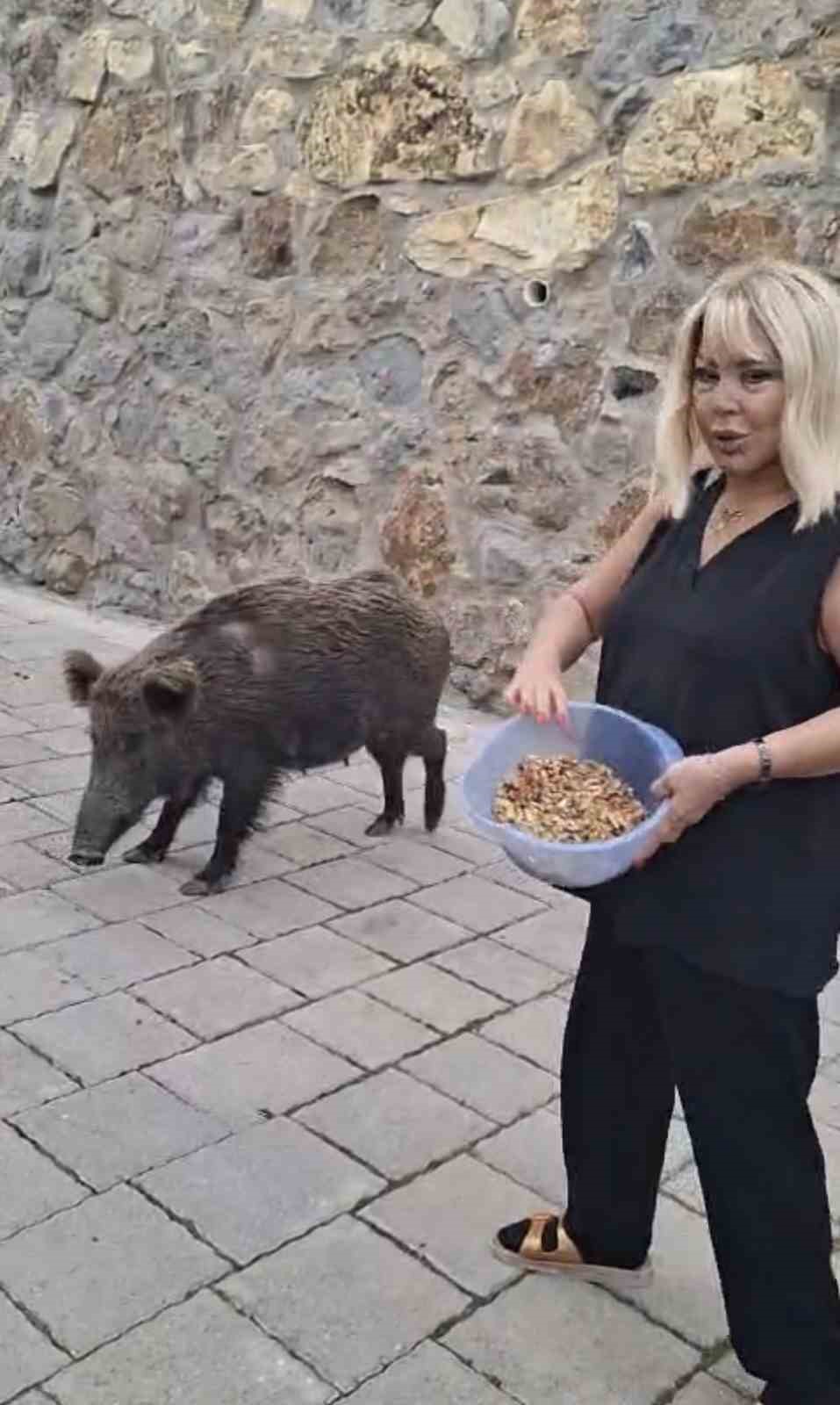 safiye soyman kapisina gelen domuzu elleriyle besledi 0 44QN4Seu