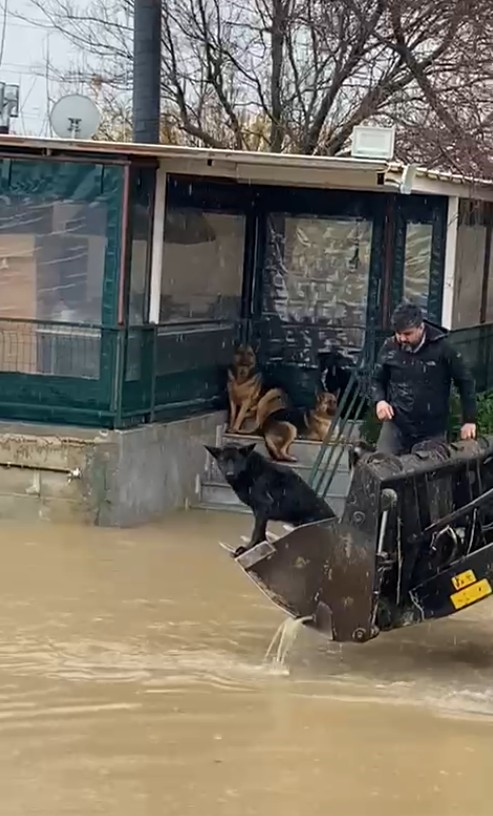 saganak sonrasi evde mahsur kalan 4 kopek is makinesiyle kurtarildi 2 QPBOzDnO