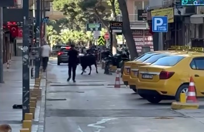 sahibinin elinden kacan dana korku dolu anlar yasatti 0