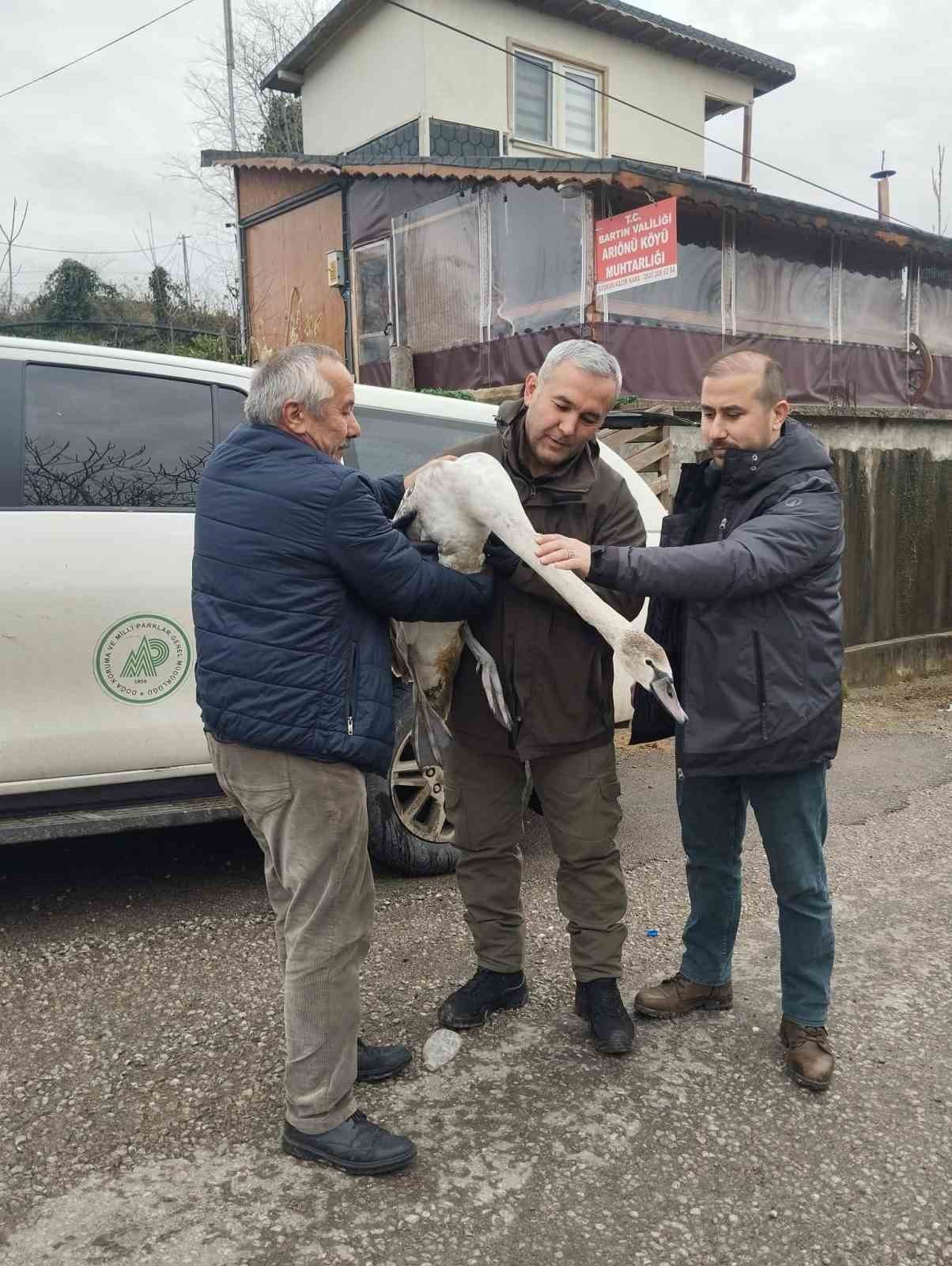 sahil kenarinda bulunan kugu koruma altina alindi 2 d5vpuQyU