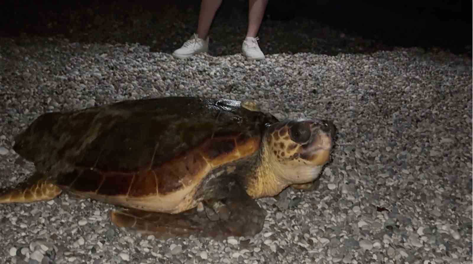 sahilin davetsiz misafiri dev caretta caretta 0 AywTCUac
