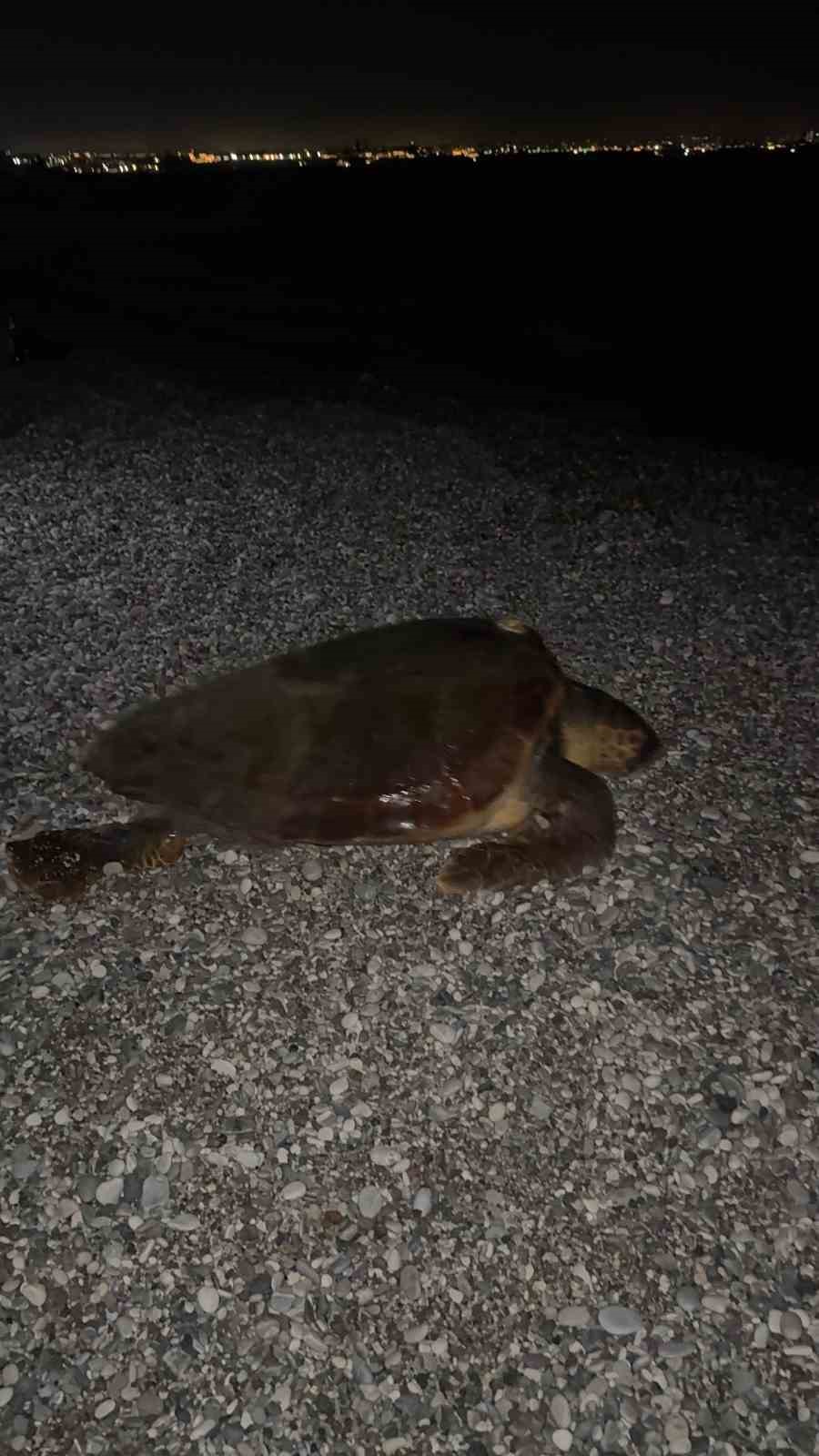 sahilin davetsiz misafiri dev caretta caretta 1 8wbj99Nw