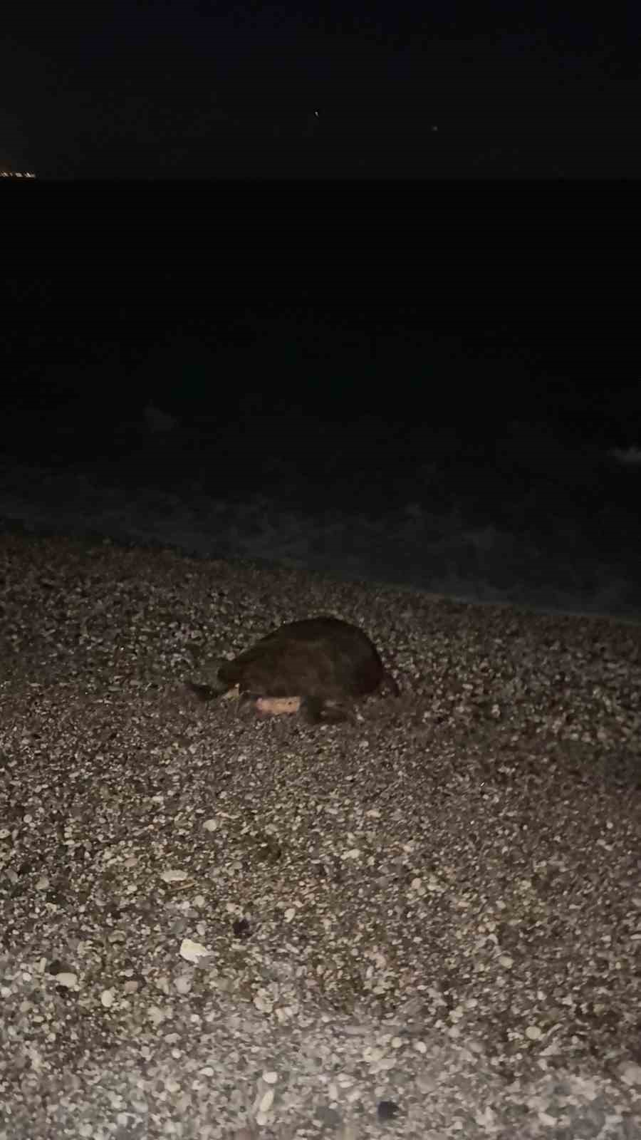 sahilin davetsiz misafiri dev caretta caretta 2 bawdO394