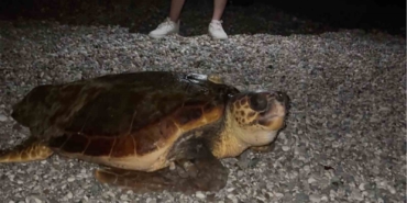 sahilin-davetsiz-misafiri-dev-caretta-caretta-2zxdcyBF.jpg