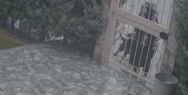 Sahipsiz köpeklerin saldırısına uğrayan kadını kurtaran Nurten Güven: "Biz olmasaydık kadının mücadelesi zor olacaktı" 4 sahipsiz kopeklerin saldirisina ugrayan kadini kurtaran nurten guven biz olmasaydik kadinin mucadelesi zor olacakti KPEWqSfr