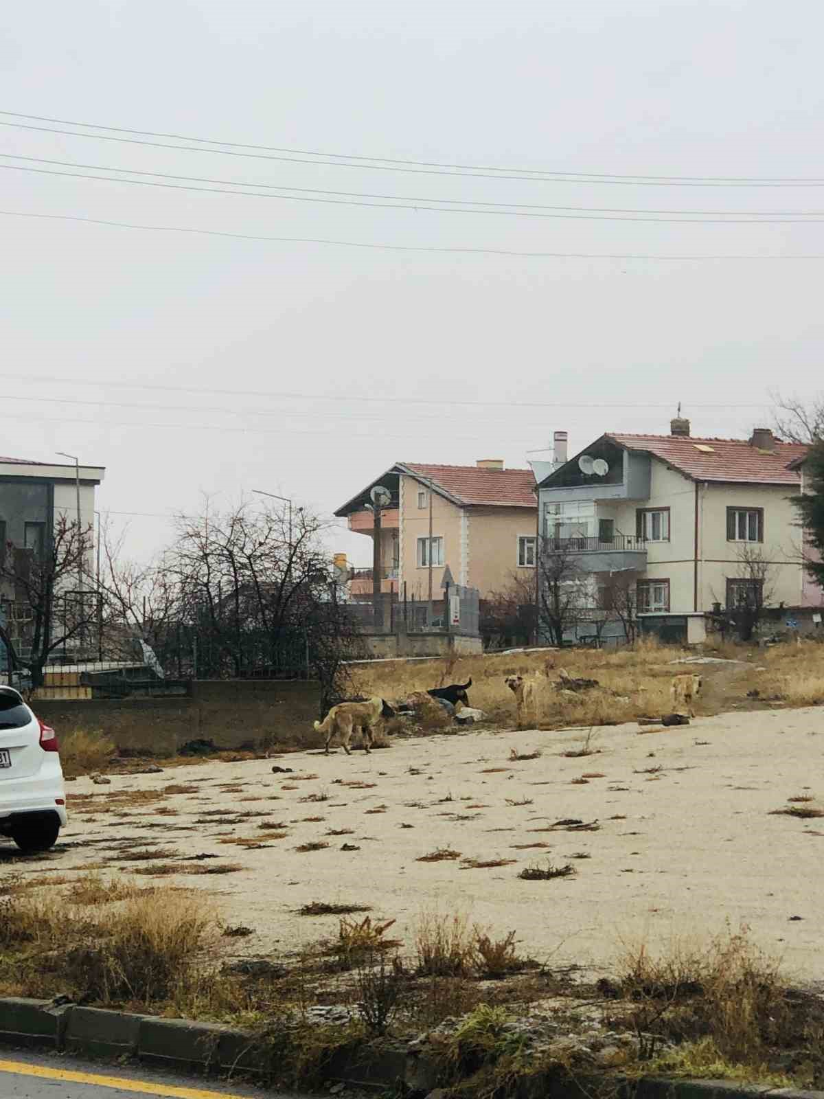 Sahipsiz köpeklerin saldırısına uğrayan kadını kurtaran Nurten Güven: "Biz olmasaydık kadının mücadelesi zor olacaktı" 6 sahipsiz kopeklerin saldirisina ugrayan kadini kurtaran nurten guven biz olmasaydik kadinin mucadelesi zor olacakti PFOdXnd3