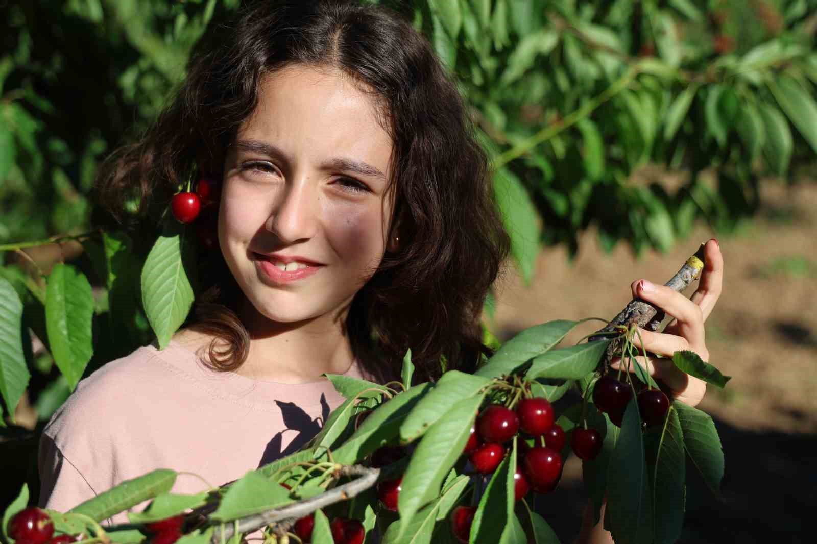 saimbeylinin simgesi dalbasti kirazinda hasat bereketli basladi 2 OErnbisB