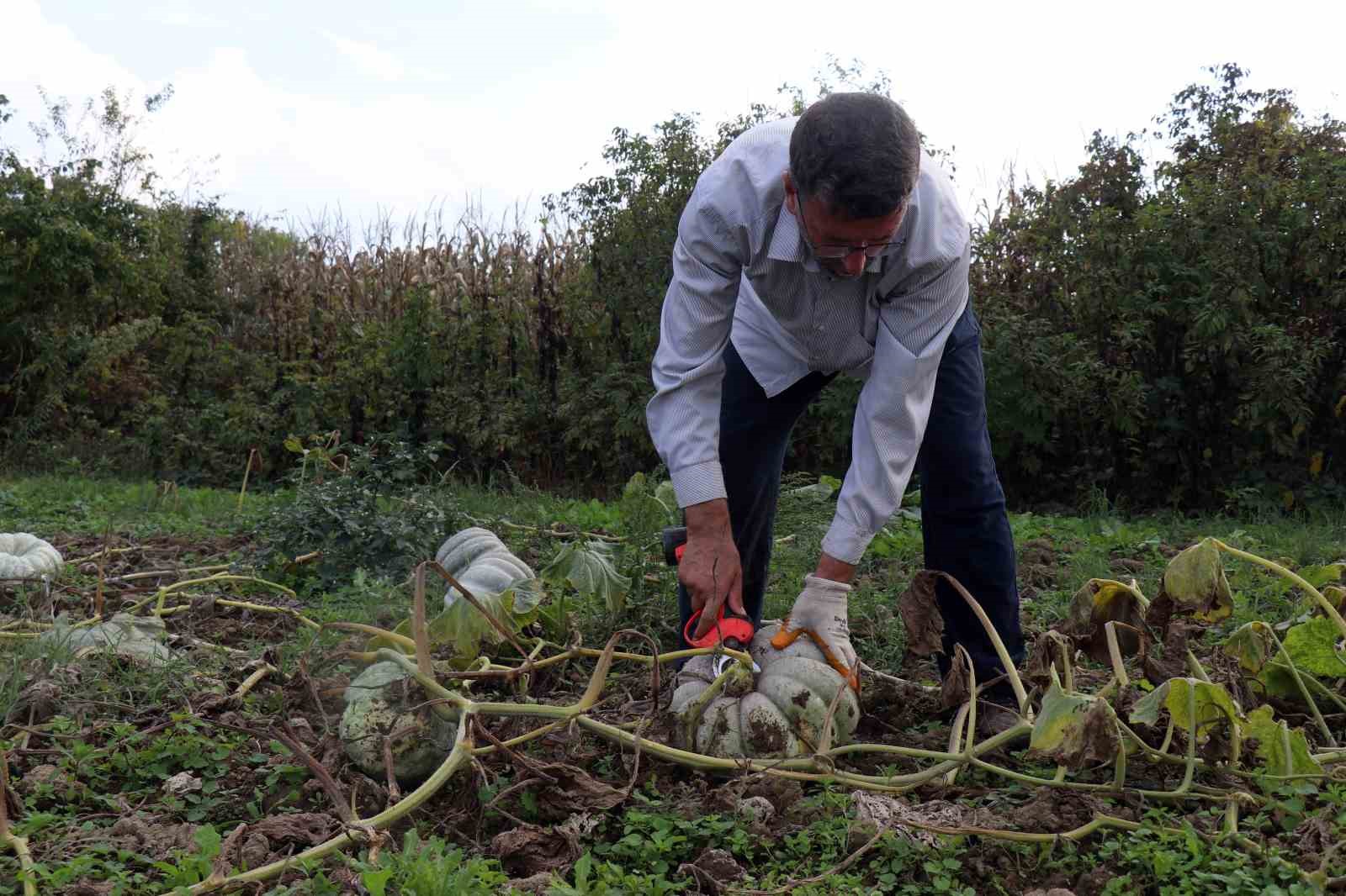 sakaryada beyaz elmas tarlalarda parlamaya basladi 5 AlELvOyv