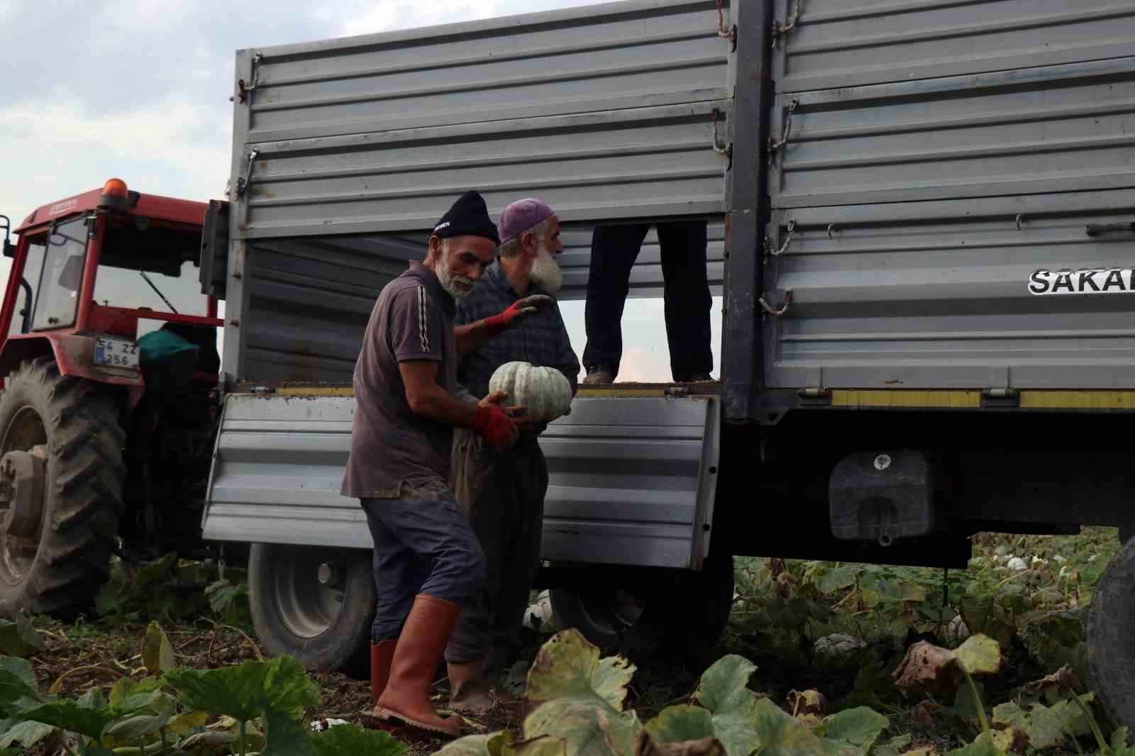 sakaryada beyaz elmas tarlalarda parlamaya basladi 6