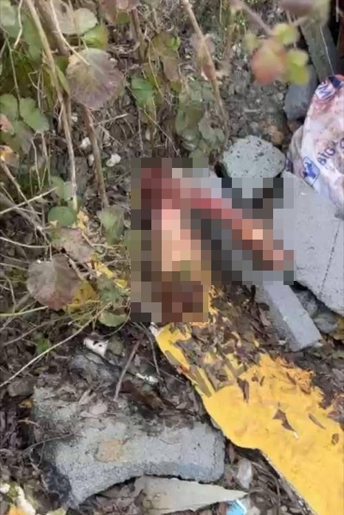 sakaryada otoyol kenarindaki kemikler jandarmayi at kasaplarina goturdu 3