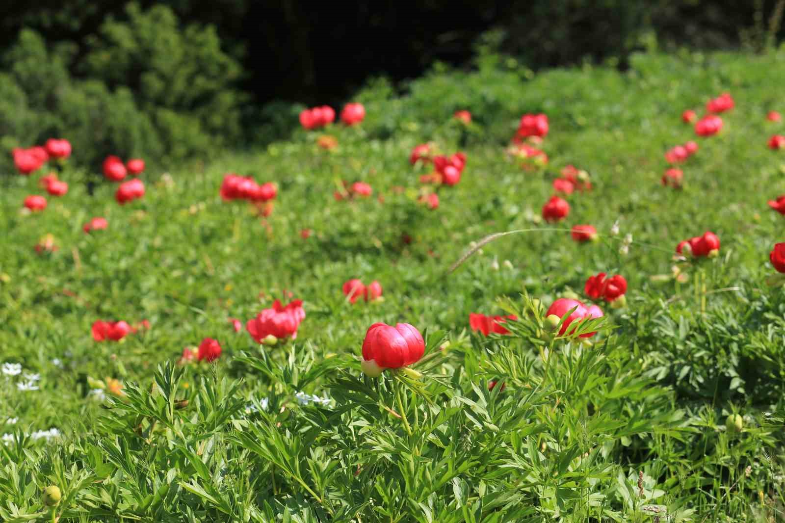 sakayiklar spil dagi milli parkini kirmiziya burudu 0 fa1qp6zc