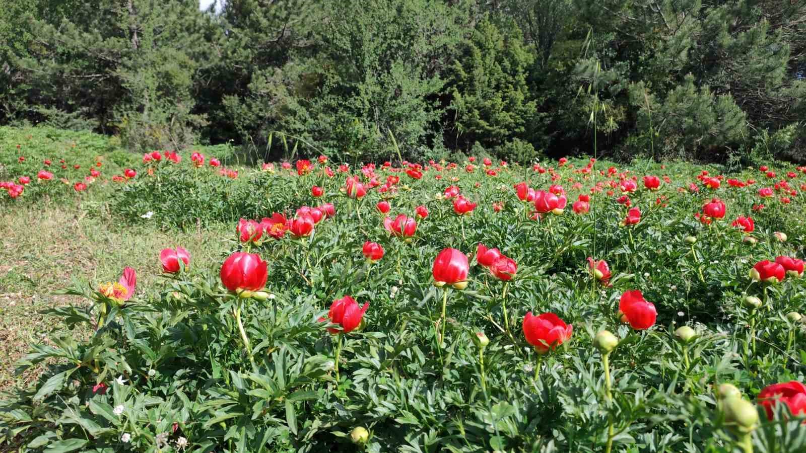 sakayiklar spil dagi milli parkini kirmiziya burudu 1 K4aEf3Eh
