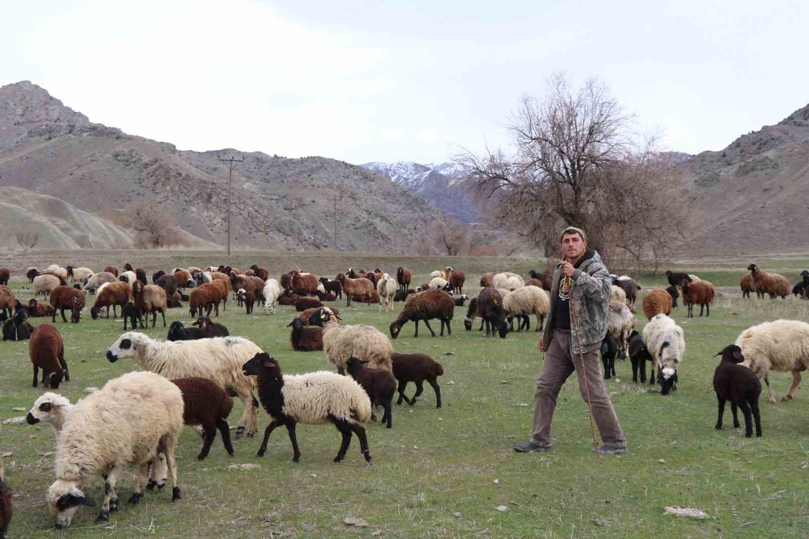 saksagandan etkilendi cobanligi dijitallestirdi artik koyun surusunu dronle yonetiyor 2 bqLBbIsW