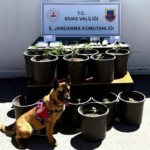 saksida-yetistirilen-uyusturucu-fide-asamasinda-ele-gecirildi-B99JAPqN.jpg