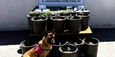 saksida-yetistirilen-uyusturucu-fide-asamasinda-ele-gecirildi-B99JAPqN.jpg
