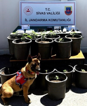 saksida-yetistirilen-uyusturucu-fide-asamasinda-ele-gecirildi-B99JAPqN.jpg
