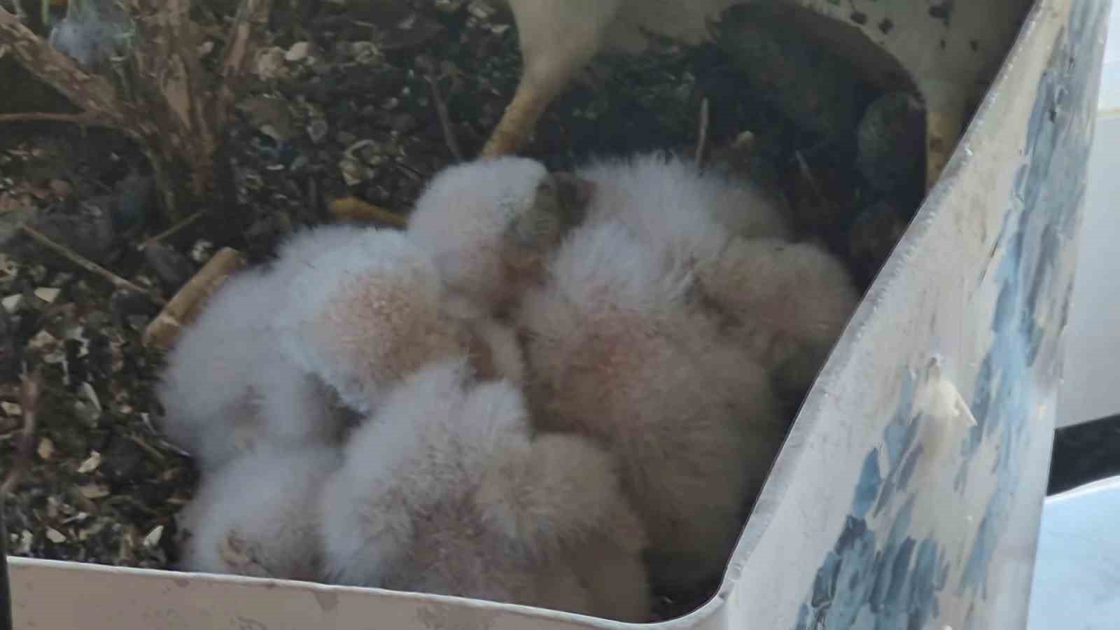 Saksıda yumurtlayan kerkenez 6. kattaki balkonu yaban hayatına çevirdi 9 saksida yumurtlayan kerkenez 6 kattaki balkonu yaban hayatina cevirdi 5 k21kcplq