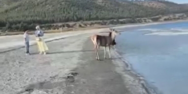 salda-golunun-maskot-geyigi-vatandaslarla-keyifli-anlar-yasadi-lb87rRMH.jpg
