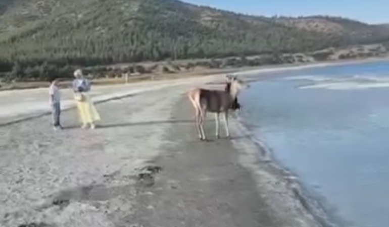 salda-golunun-maskot-geyigi-vatandaslarla-keyifli-anlar-yasadi-lb87rRMH.jpg