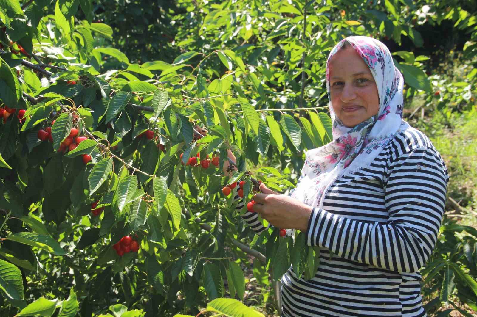 Salihli kirazı dünya sofralarını süslüyor 7 salihli kirazi dunya sofralarini susluyor 3 fTBNdJ3t