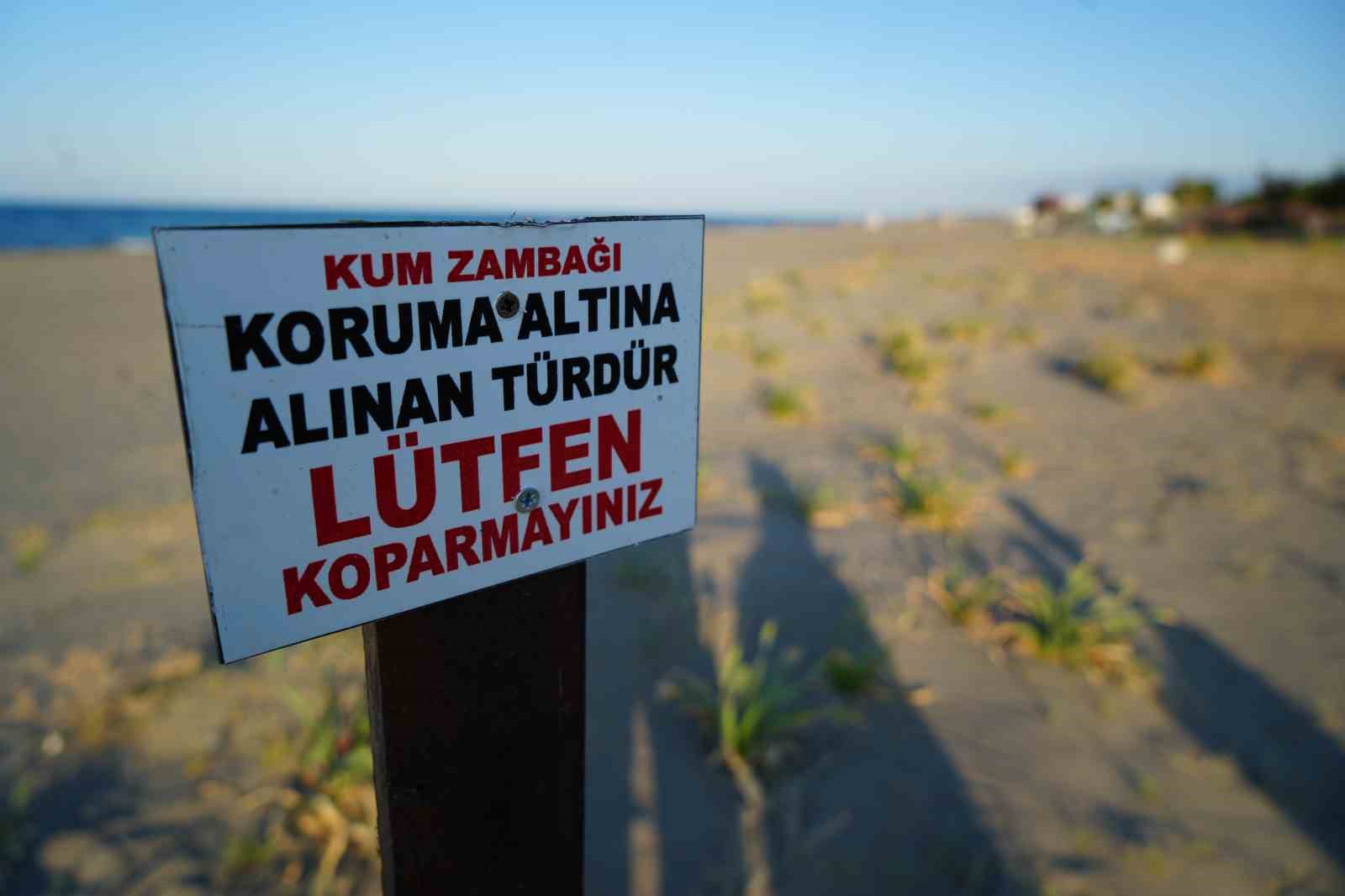 Samsun sahillerini süsleyen kum zambağını koparan yandı: Cezası 699 bin TL 4 samsun sahillerini susleyen kum zambagini koparan yandi cezasi 699 bin tl 0 f5bRZ2XB