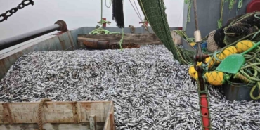 samsunda-1-milyon-843-bin-550-kilo-hamsi-denetlendi-G5t88YpX.jpg