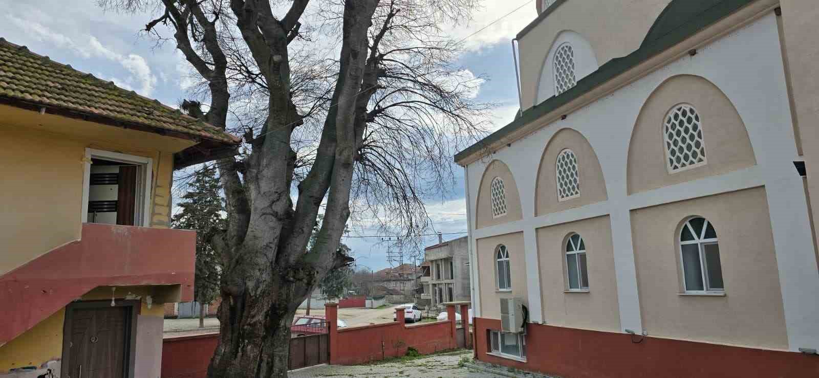 samsunda asirlik citlembik agaci icin koruma cagrisi 2 9jTWpVuK