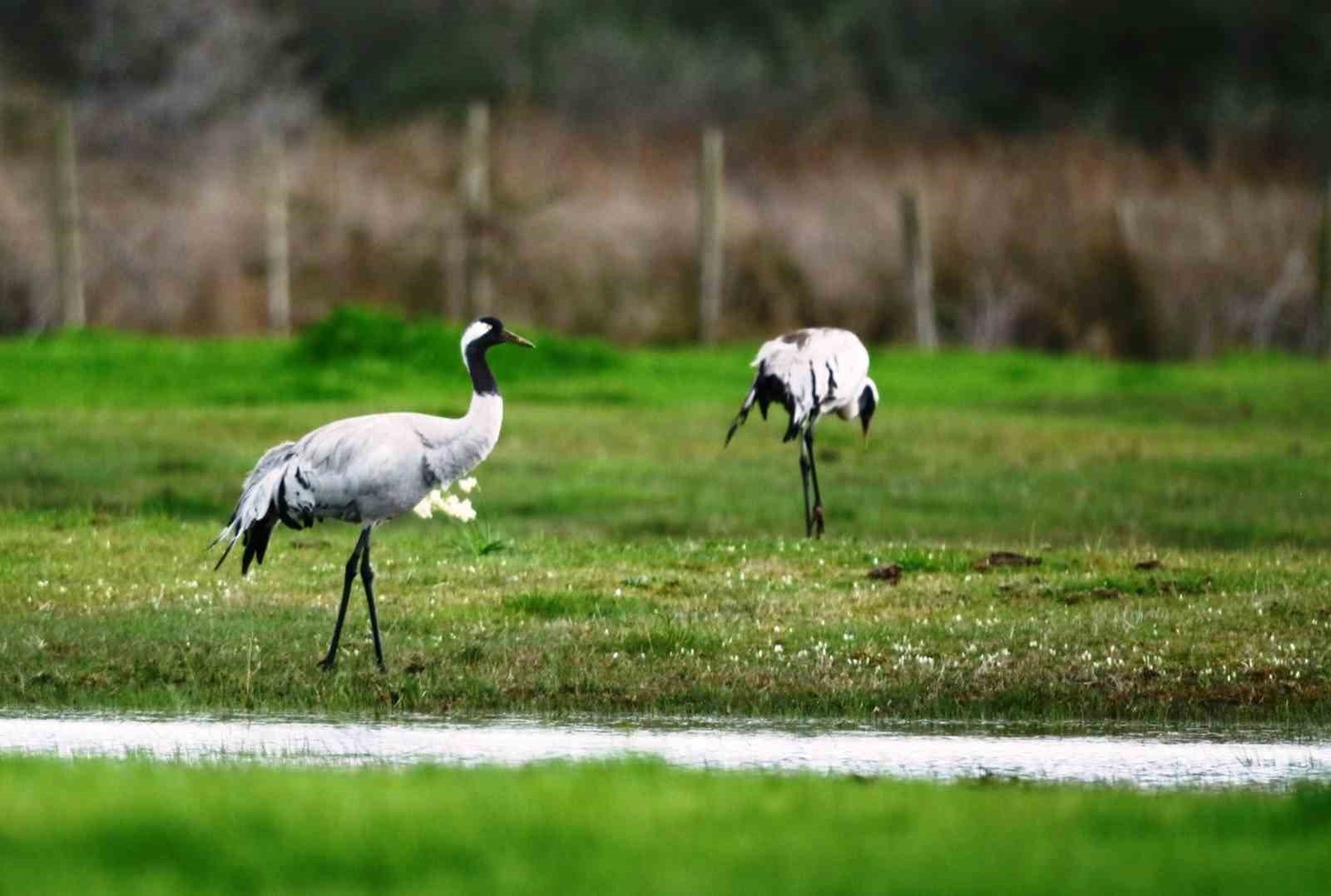samsunda bin 200 hayvan tedavilerinin ardindan dogaya salindi 1
