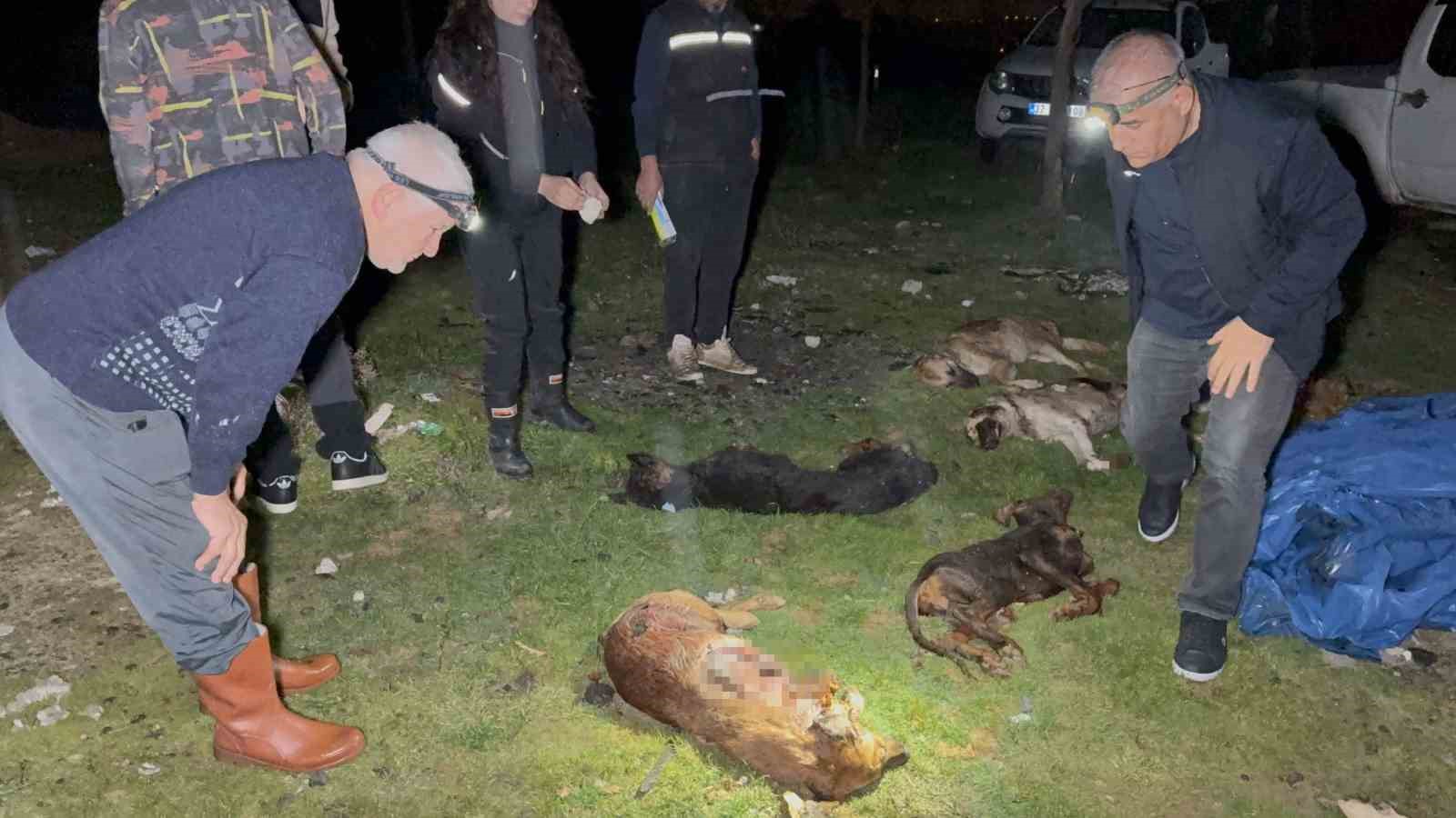 samsunda cop konteynerinde 9 telef olmus kopek bulundu 2 zBJett1s