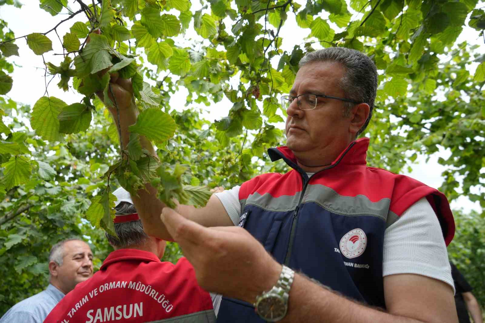 samsunda findikta rekolte mesaisi bahcelerde sayim basladi 0 ZLKIUAqW