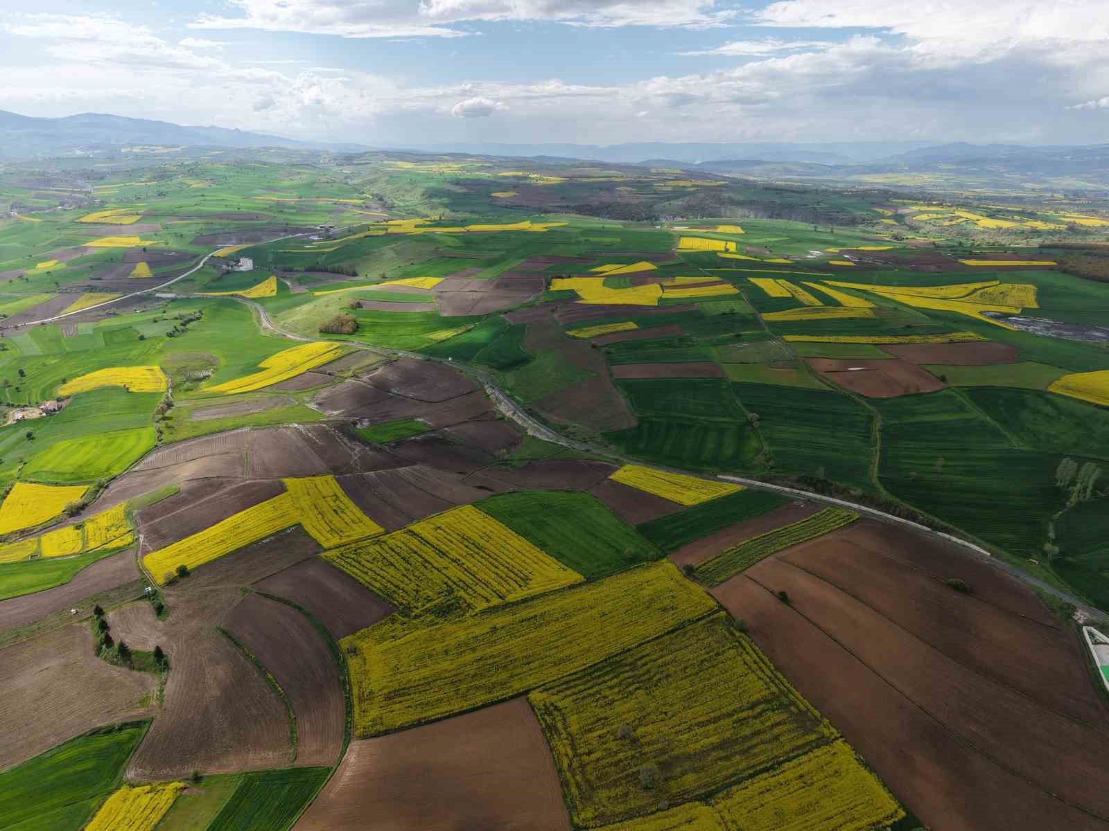 samsunda kanola uretimi 47 bin dekara ulasti ekonomiye 350 milyon tl katki 3 CCGIcaye