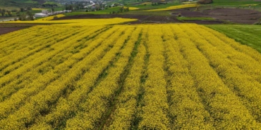 samsunda-kanola-uretimi-47-bin-dekara-ulasti-ekonomiye-350-milyon-tl-katki-TsKtwDDM.jpg