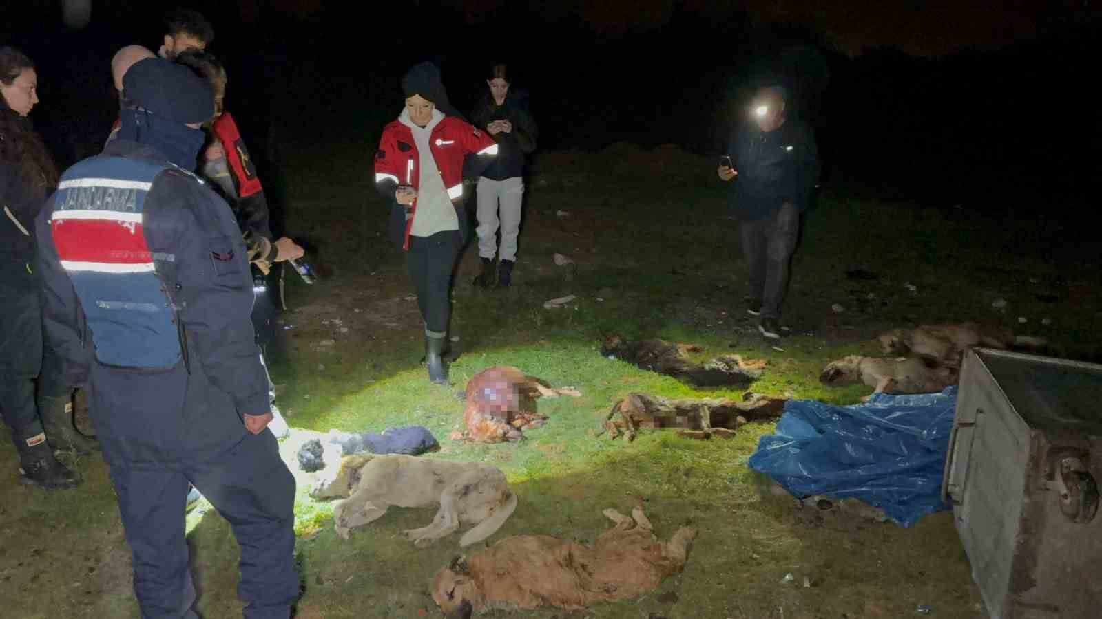 Samsun’da konteynerde bulunan 9 köpekle ilgili rapor açıklandı: "Doğal ölüm" 5 samsunda konteynerde bulunan 9 kopekle ilgili rapor aciklandi dogal olum 1 TvCiSpIV