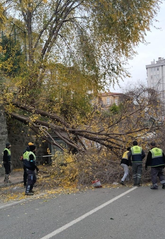 samsunda siddetli ruzgar agaclari devirdi 2 YvNARChP