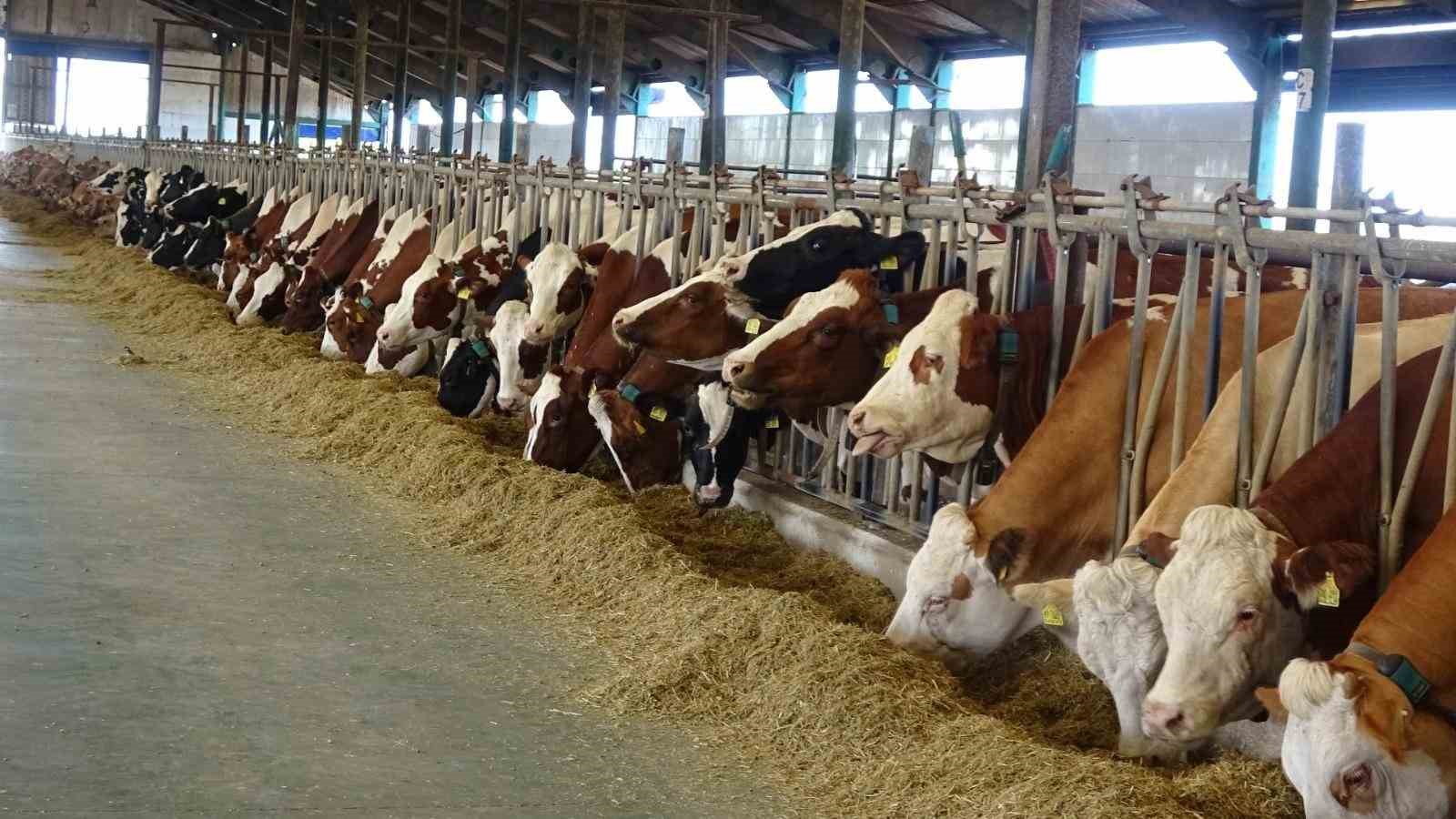 Samsun’da tarım, hayvancılık ve kırsal kalkınmaya 3 milyar TL üzerinde destek 6 samsunda tarim hayvancilik ve kirsal kalkinmaya 3 milyar tl uzerinde destek 2 7jekyNLv