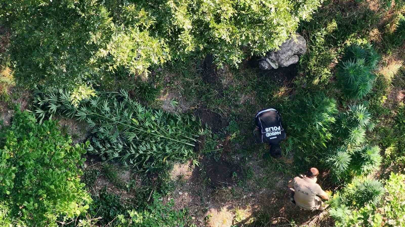 samsunda uyusturucu operasyonu hasat edilmeye hazir 782 kok kenevir ele gecirildi 1 NKM3zpEn