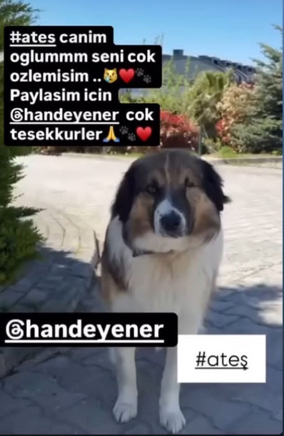 Sanatçı Hande Yener’in sahip çıktığı köpeğin vurulmasına ilişkin davanın ikinci duruşması görüldü 6 sanatci hande yenerin sahip ciktigi kopegin vurulmasina iliskin davanin ikinci durusmasi goruldu 2 rAh483j7