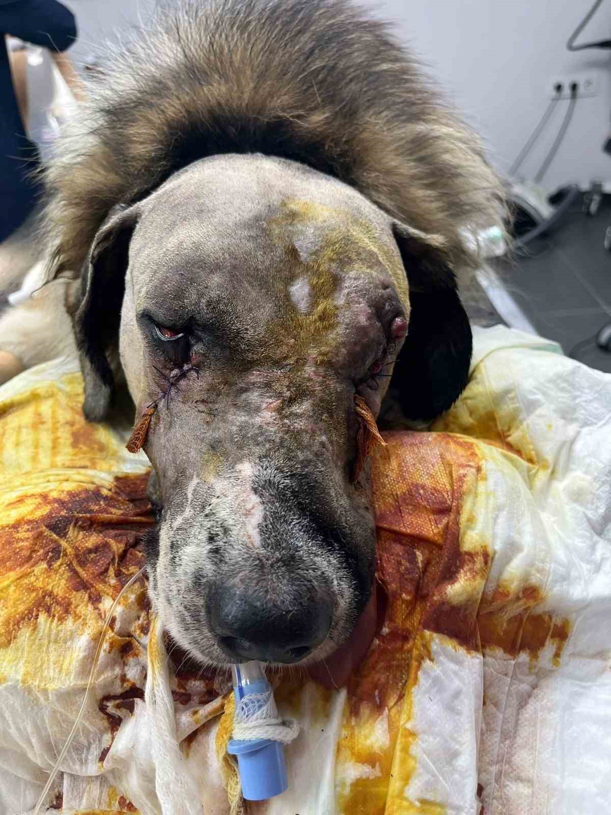 Sanatçı Hande Yener’in sahip çıktığı köpeğin vurulmasına ilişkin davanın ikinci duruşması görüldü 7 sanatci hande yenerin sahip ciktigi kopegin vurulmasina iliskin davanin ikinci durusmasi goruldu 3 8F4Zpgnl