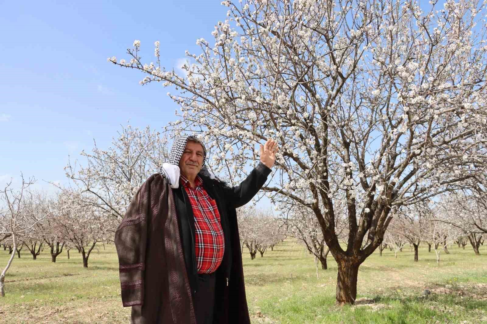 Şanlıurfa badem üretiminde Adıyaman ile yarışıyor 4 sanliurfa badem uretiminde adiyaman ile yarisiyor 0