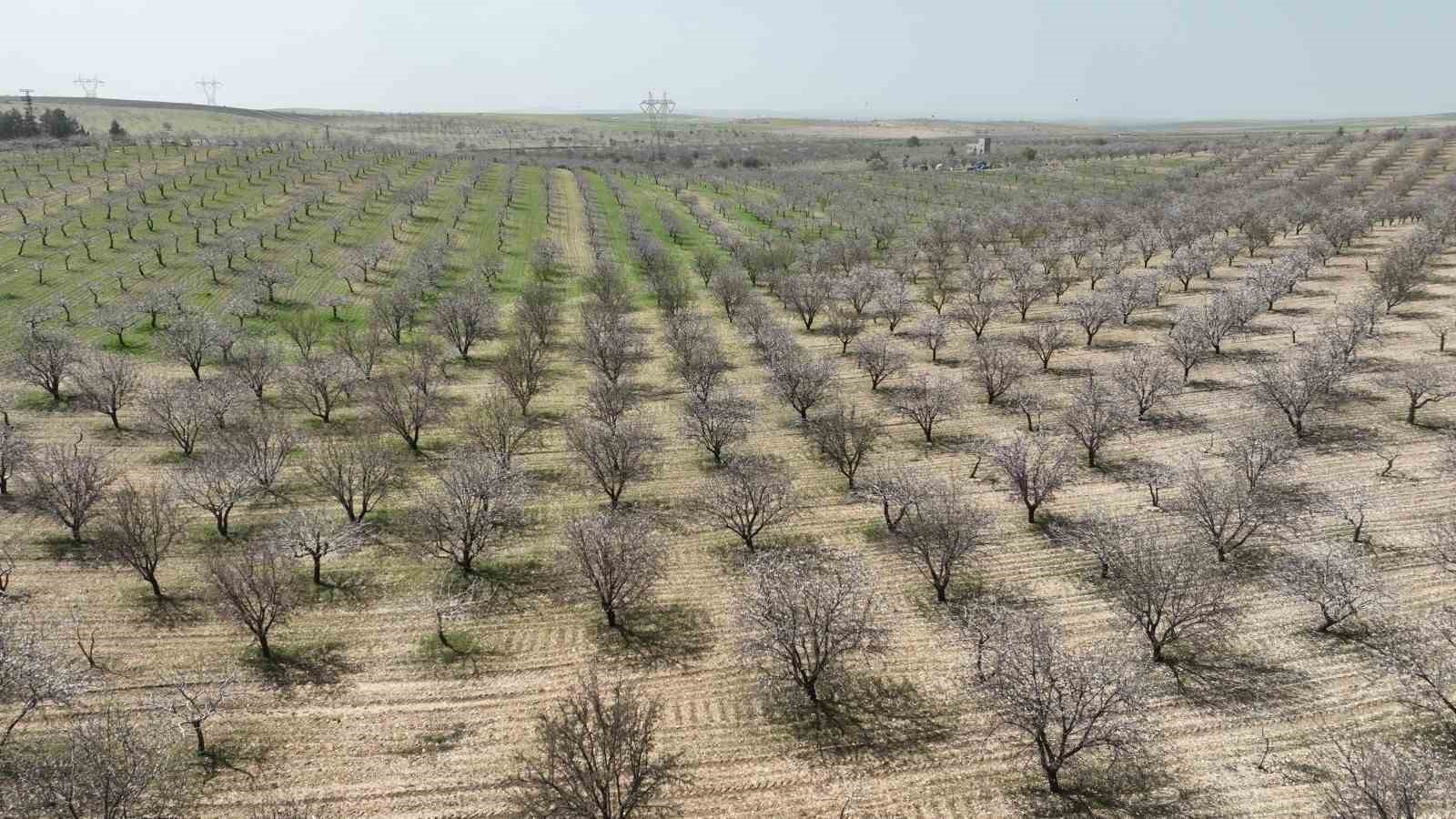 Şanlıurfa badem üretiminde Adıyaman ile yarışıyor 6 sanliurfa badem uretiminde adiyaman ile yarisiyor 2 fc9GbuFK