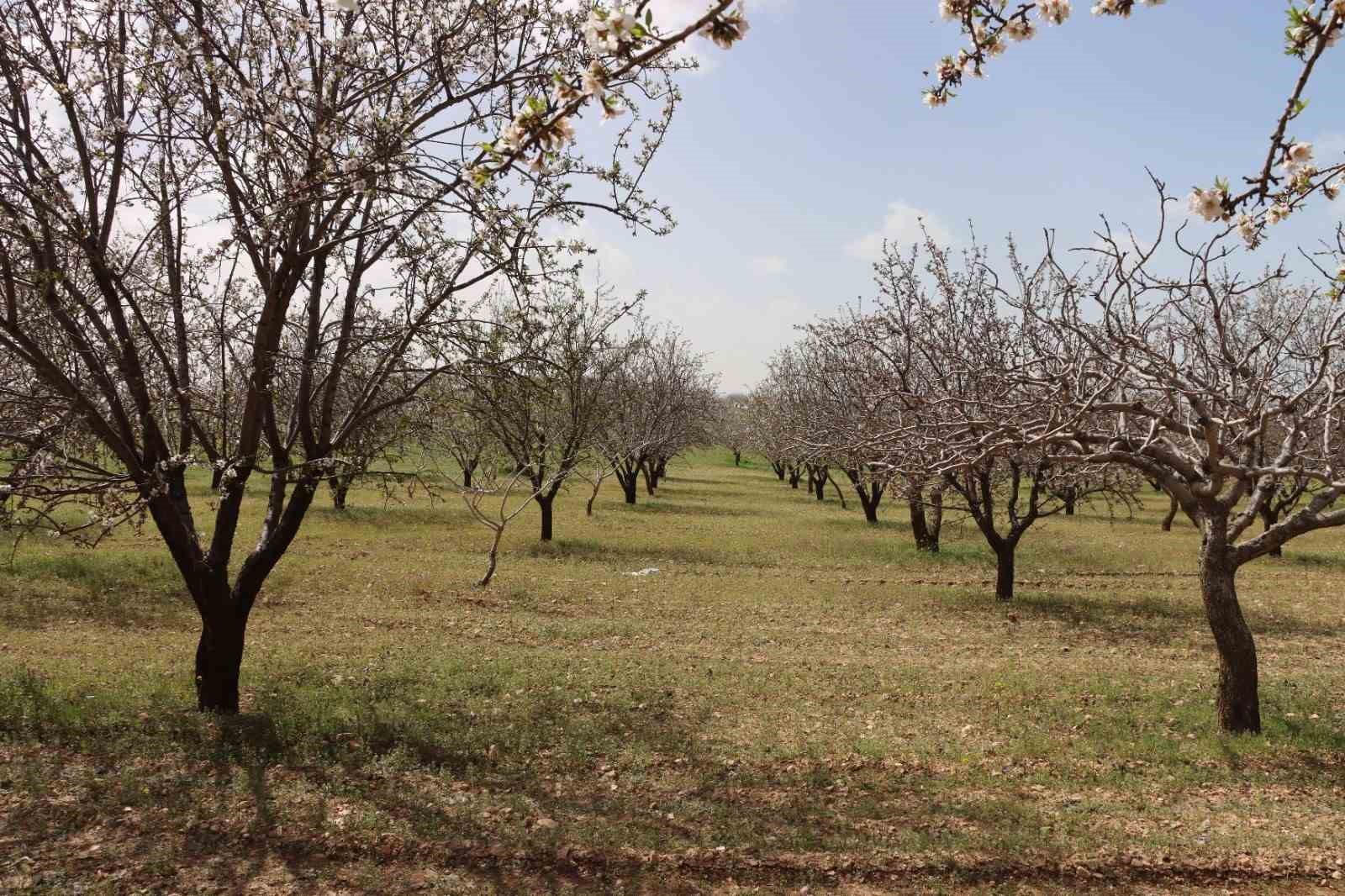 Şanlıurfa badem üretiminde Adıyaman ile yarışıyor 11 sanliurfa badem uretiminde adiyaman ile yarisiyor 7 VnOLURWt