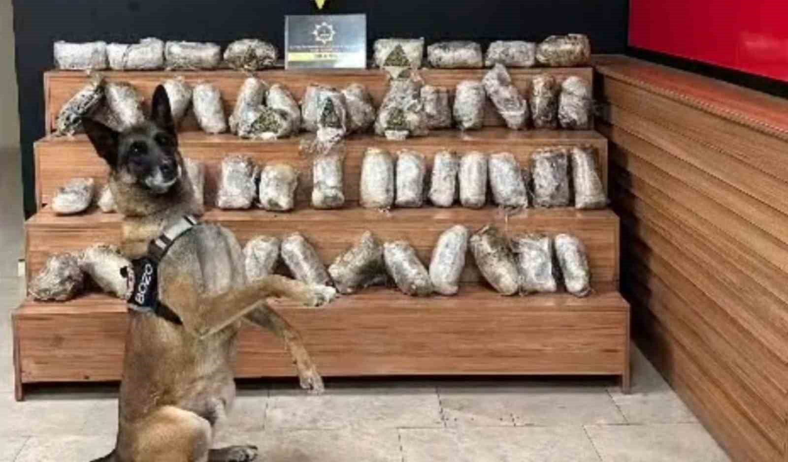 sanliurfada 17 kilo 550 gram skunk ele gecirildi 0 Cl6VmG3S