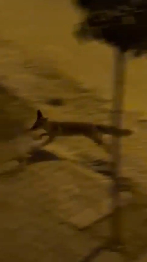 Şanlıurfa’da aç tilki kent merkezine indi 7 sanliurfada ac tilki kent merkezine indi 3 dukFUcuG