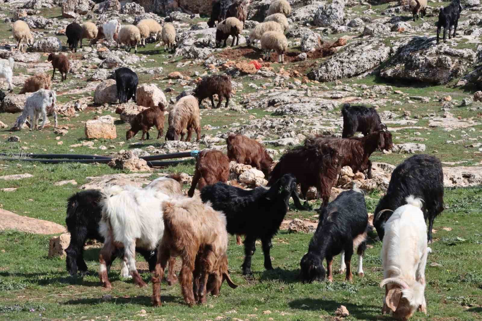 Şanlıurfa’da beyaz örtü yerini yeşil örtüye bıraktı, çiftçi ve besicinin yüzü güldü 4 sanliurfada beyaz ortu yerini yesil ortuye birakti ciftci ve besicinin yuzu guldu 0