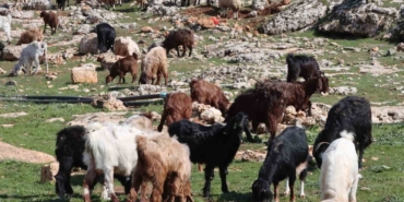 sanliurfada-beyaz-ortu-yerini-yesil-ortuye-birakti-ciftci-ve-besicinin-yuzu-guldu-j6zPpV57.jpg