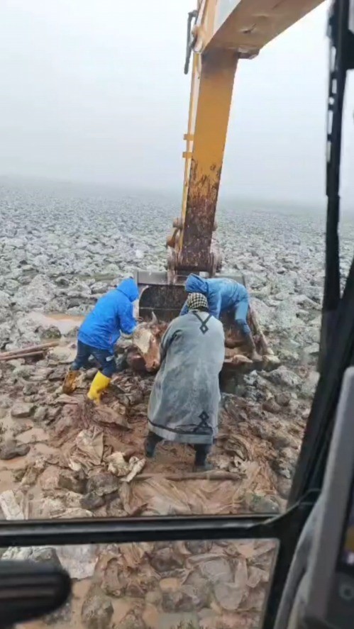 sanliurfada camura saplanan inek kepce yardimiyla kurtarildi 2 7RJ6GCX2