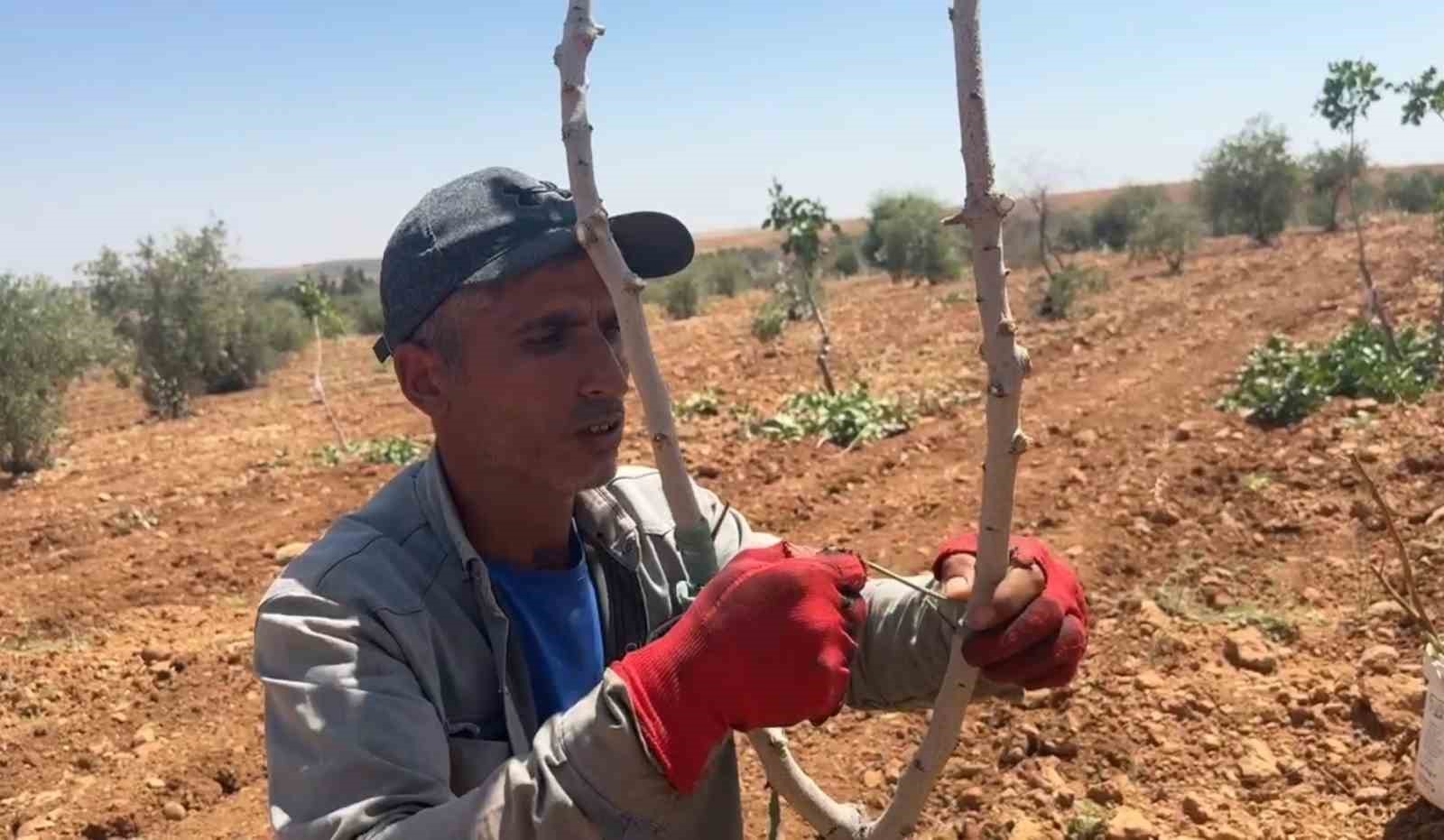 Şanlıurfa’da fıstık aşılama dönemi başladı 4 sanliurfada fistik asilama donemi basladi 0 1ebwRTYv